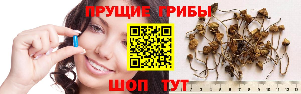 Псилоцибиновые грибы GOLDEN TEACHER Иваново